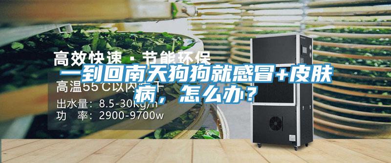 一到回南天狗狗就感冒+皮肤病，怎么办？