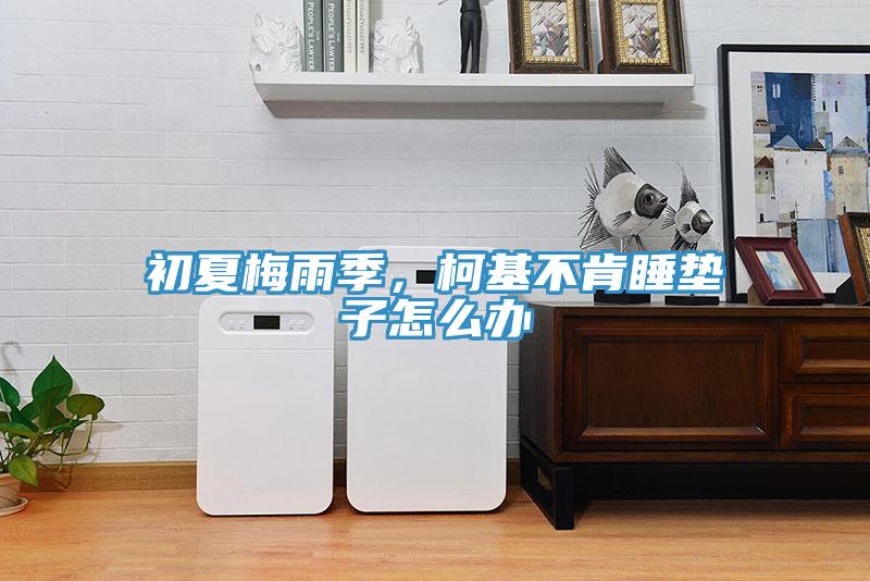 初夏梅雨季，柯基不肯睡垫子怎么办