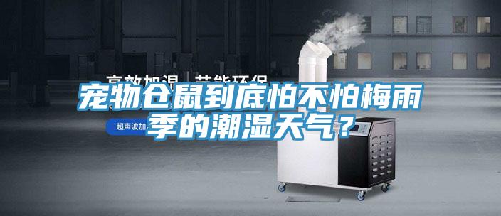 宠物仓鼠到底怕不怕梅雨季的潮湿天气？