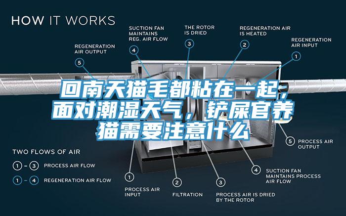 回南天猫毛都粘在一起，面对潮湿天气，铲屎官养猫需要注意什么