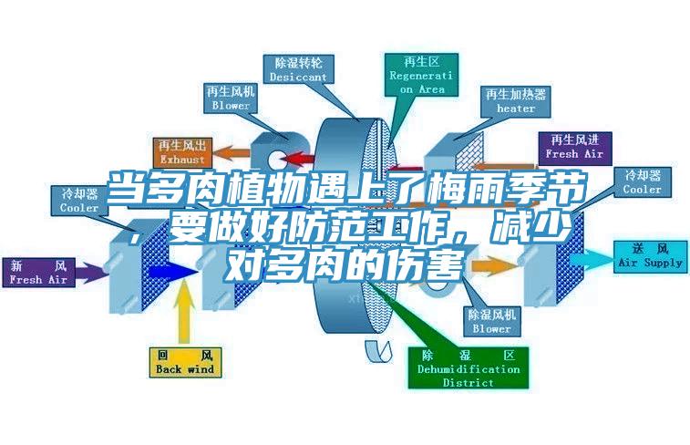 當(dāng)多肉植物遇上了梅雨季節(jié)，要做好防范工作，減少對多肉的傷害