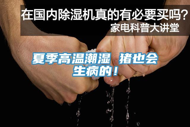 夏季高温潮湿 猪也会生病的！