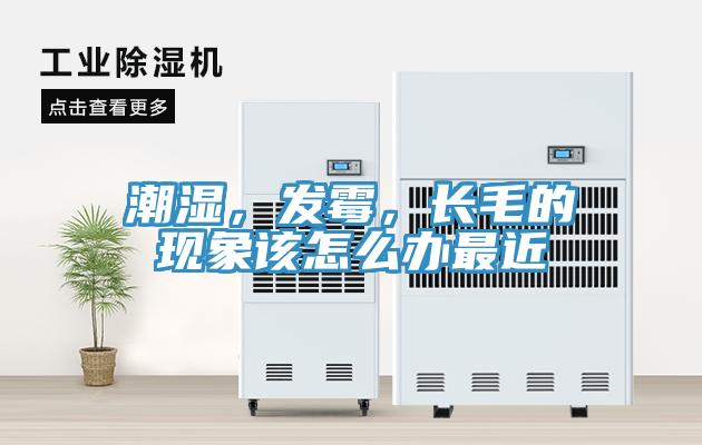 潮濕，發(fā)霉，長毛的現(xiàn)象該怎么辦最近
