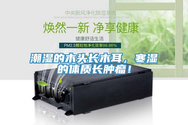 潮濕的木頭長(zhǎng)木耳，寒濕的體質(zhì)長(zhǎng)腫瘤！