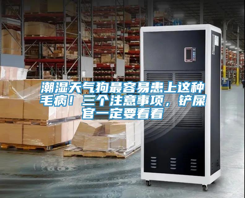 潮濕天氣狗最容易患上這種毛??！三個注意事項，鏟屎官一定要看看