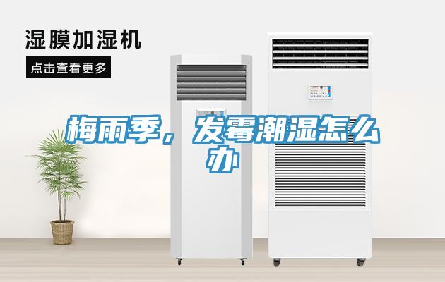 梅雨季，發(fā)霉潮濕怎么辦