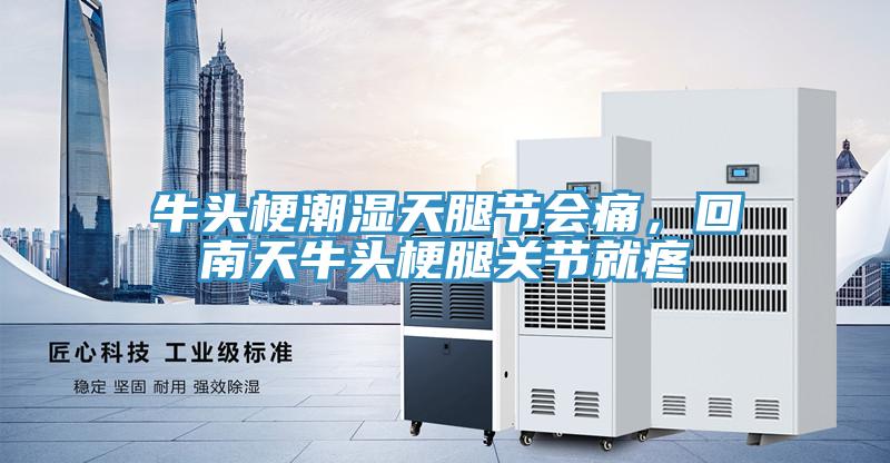 牛頭梗潮濕天腿節(jié)會痛，回南天牛頭梗腿關(guān)節(jié)就疼
