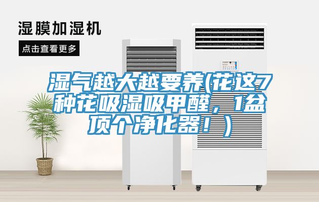 湿气越大越要养(花这7种花吸湿吸甲醛，1盆顶个净化器！)