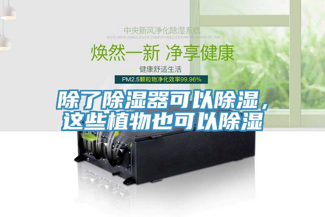 除了除湿器可以除湿，这些植物也可以除湿